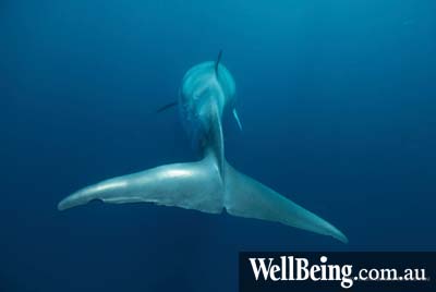 05 Minke whale tail - pic courtesy Eye to Eye Marine Encounters