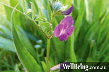 sweet_pea_wellbeing