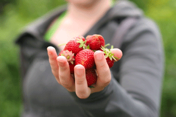 organic_strawberry_farming