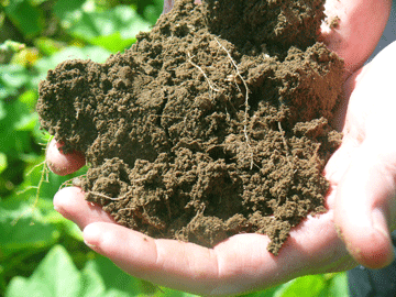 handful_of_soil_permacultur