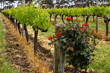 vineyard_red_wine