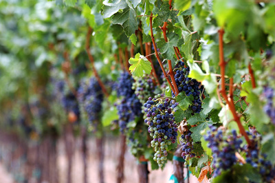 bigstock_Grapes_In_The_Vine