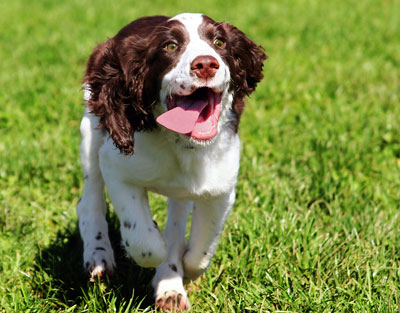 dog-small