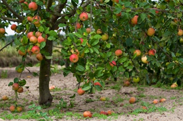 best fruit trees to grow in victoria