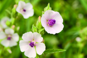 Marshmallow (Althaea officinalis)