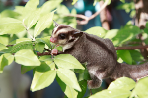 sugarglider climb on the tree