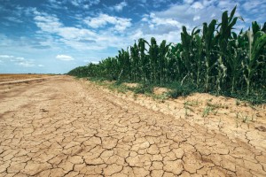 dry land with corn crop growing