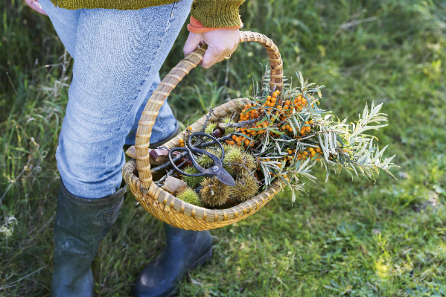 Food Forager With a Basket of Foraged Food