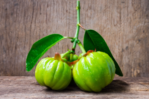 garcinia atroviridis fresh fruit weight loss