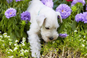soulful garden