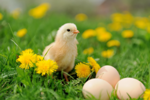 chicken animal bird choook nature cruelty happy healthy vegan