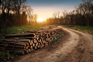 cut up logs from trees near a forest