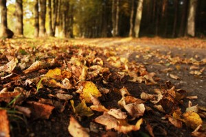 autumn leaves on the street