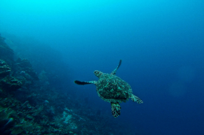 turtle sea ocean reef coral beauty planet