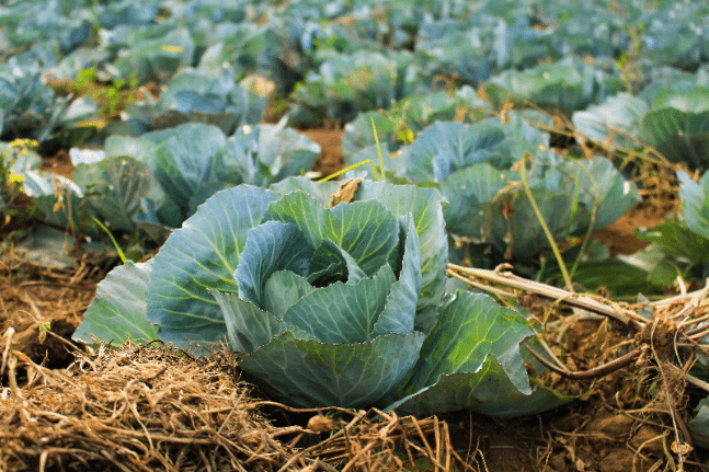 garden veg vegetable cabbage