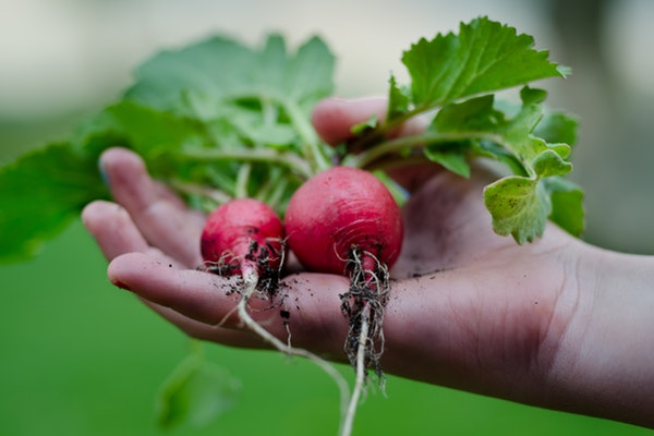 Organic Healthy Vegetables Restaurant Nature