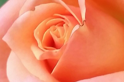 gratitude and appreciation orange rose