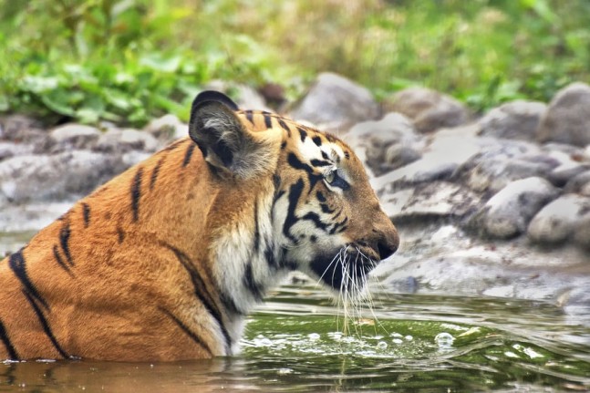 Home of the Bengal tiger in danger due to climate change - WellBeing