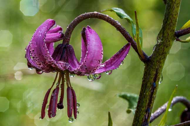 Are these plants on the brink of extinction? We take a look.