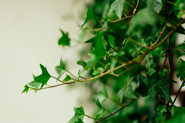 Discover how the common ivy leaf can help with respiratory conditions