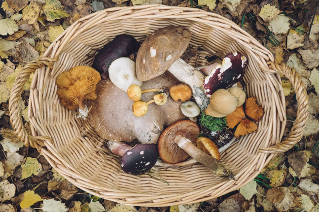 Medicinal mushrooms? We share their benefits and our favourite recipe