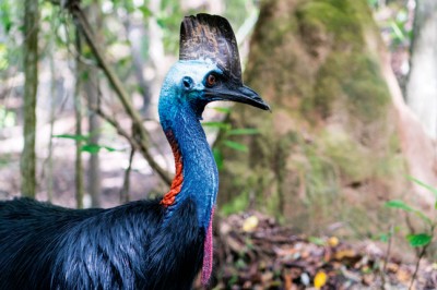 Journey to far north Queensland to save the endangered Cassowary