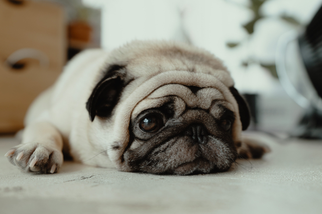 Pet First Aid