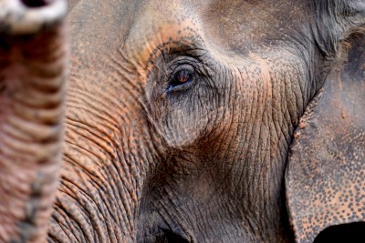 Thailand elephants