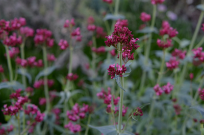 Valerian Flower