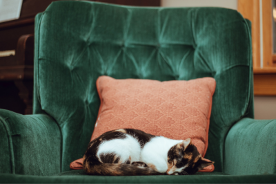 Caring For Cranky Old Cats
