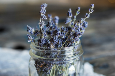 growing lavender